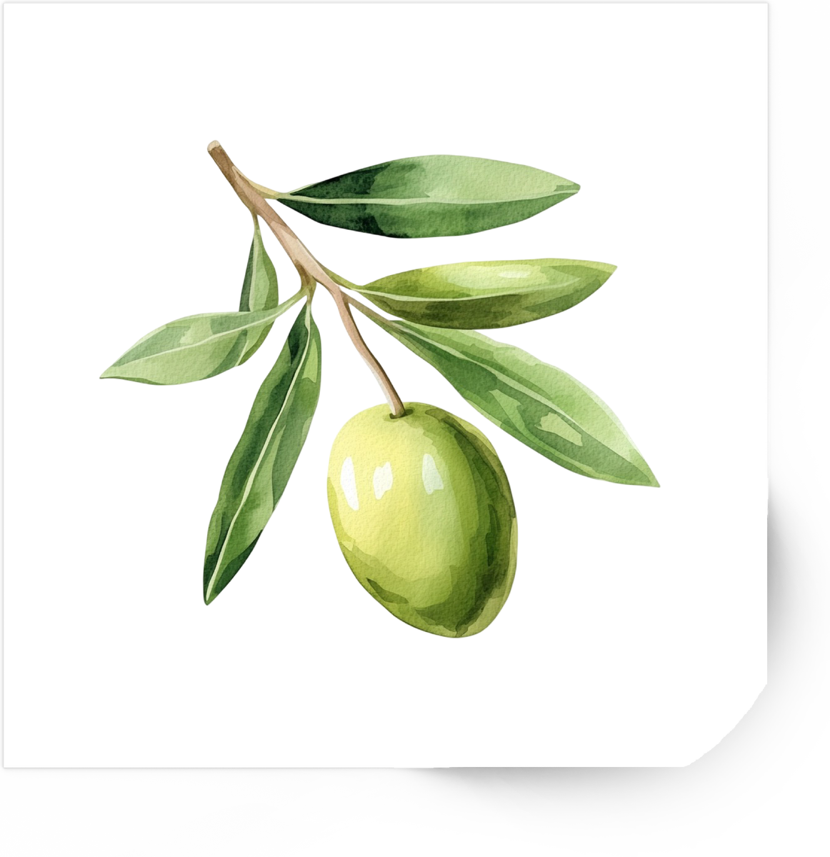Olive Branch Sticker | Watercolor Green Olive Botanical Vinyl Decal | Mediterranean Gift